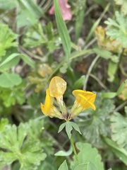 Lotus corniculatus
