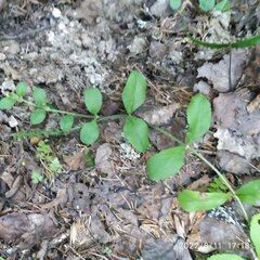 Veronica officinalis