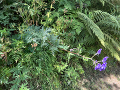 Aconitum degenii