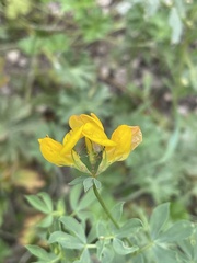 Lotus corniculatus
