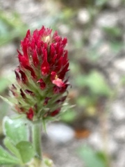 Trifolium incarnatum