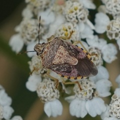 Podisus placidus