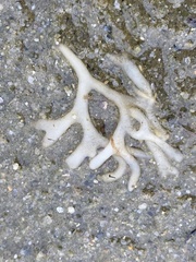 Alcyonidium