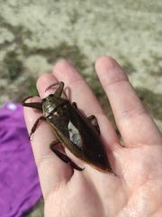 Lethocerus patruelis