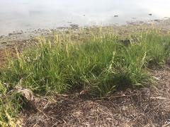 Puccinellia maritima