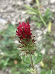 Trifolium incarnatum