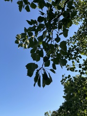 Populus grandidentata