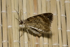 Xanthorhoe