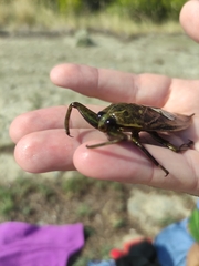 Lethocerus patruelis