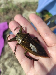 Lethocerus patruelis