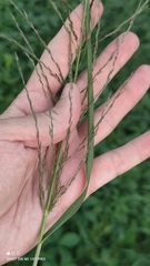 Eragrostis albensis