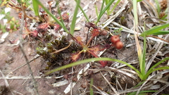 Drosera intermedia