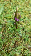 Gentianella amarella