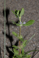 Spermacoce articularis