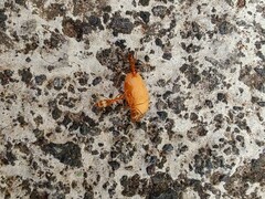 Anoplolepis gracilipes