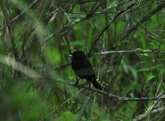 Knipolegus nigerrimus