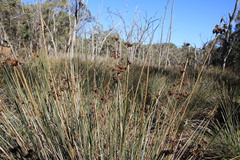 Juncus pallidus