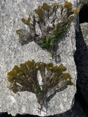 Fucus