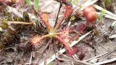 Drosera intermedia