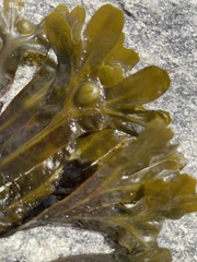 Fucus