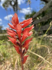 Sacoila lanceolata