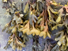 Fucus