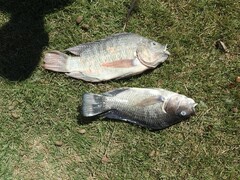 Oreochromis