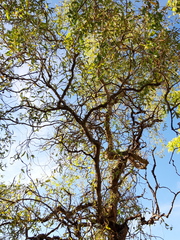 Salix babylonica tortuosa