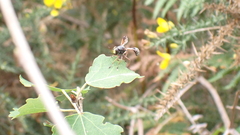 Physocephala rufipes