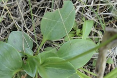 Parnassia glauca