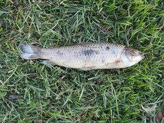 Characiformes