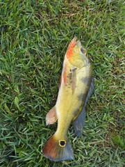 Cichla ocellaris