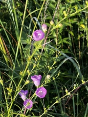 Agalinis purpurea