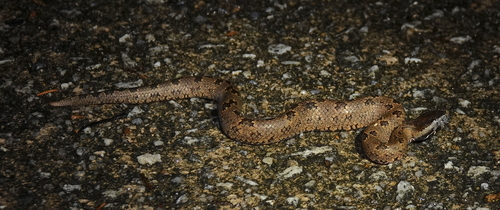 Indo-Malayan mountain pitviper