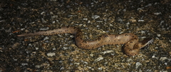 Ovophis convictus