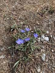 Cichorium intybus