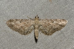 Eupithecia millefoliata