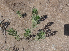 Tournefortia sibirica