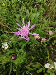 Centaurea jacea