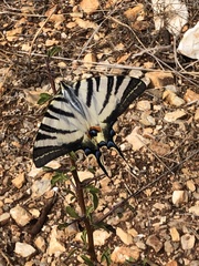 Iphiclides podalirius