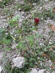 Trifolium incarnatum