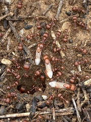 Pogonomyrmex barbatus