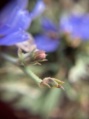 Cichorium intybus
