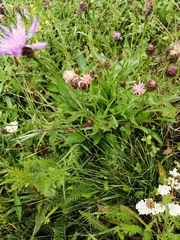Centaurea jacea