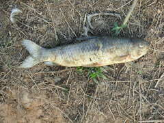 Characiformes