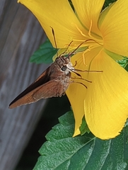 Asbolis capucinus