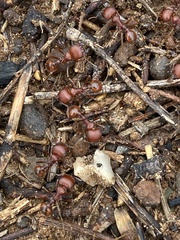 Pogonomyrmex barbatus