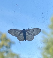 Idaea aversata