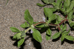 Spermacoce articularis