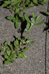 Spermacoce articularis